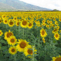 Incentives for Renewable Energy Sources in Molokai, Hawaii